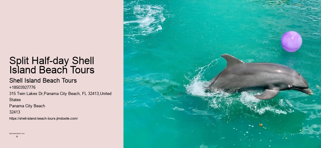 Dolphin Tours Treasure Island