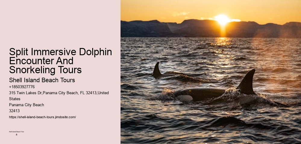 Bespoke Dolphin Watching and Snorkeling Trips