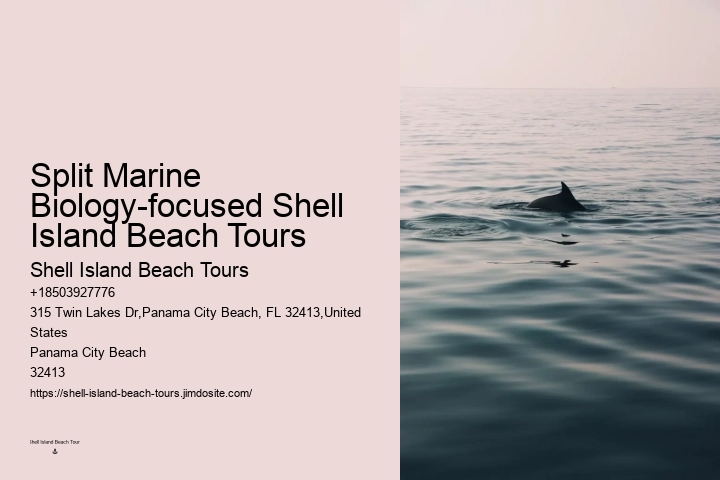 How do I get to the departure point for the dolphin tour