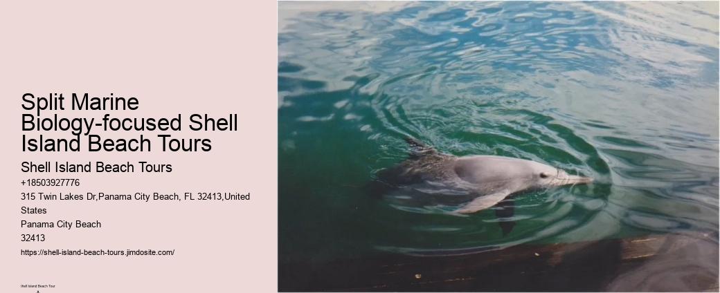 Guided dolphin tours in Panama City Beach