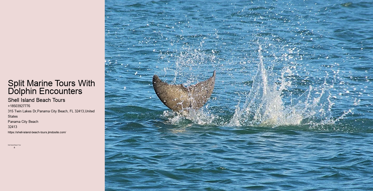 Panama City Beach dolphin exploration trips