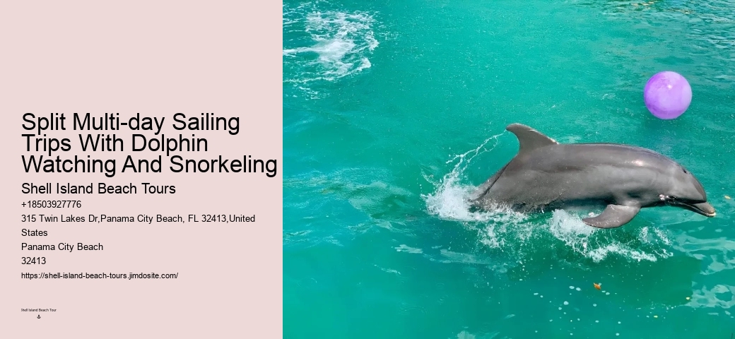 Find Out What It's Like To Swim With Dolphins