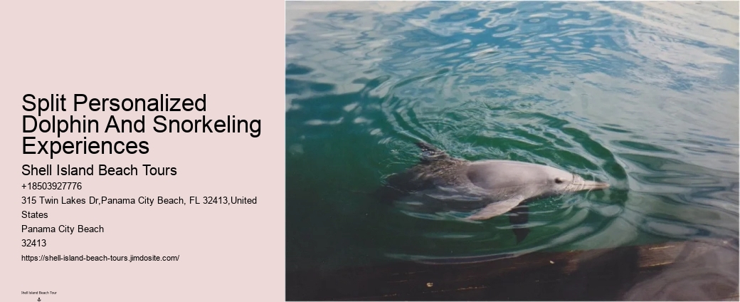Split Charter Dolphin And Snorkeling Tours Cost