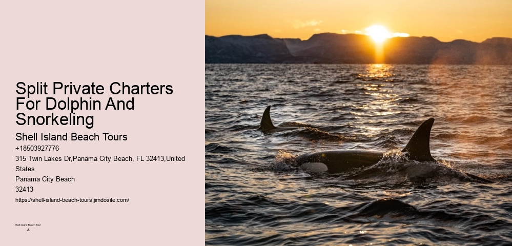 Bespoke Dolphin Expedition with Snorkeling
