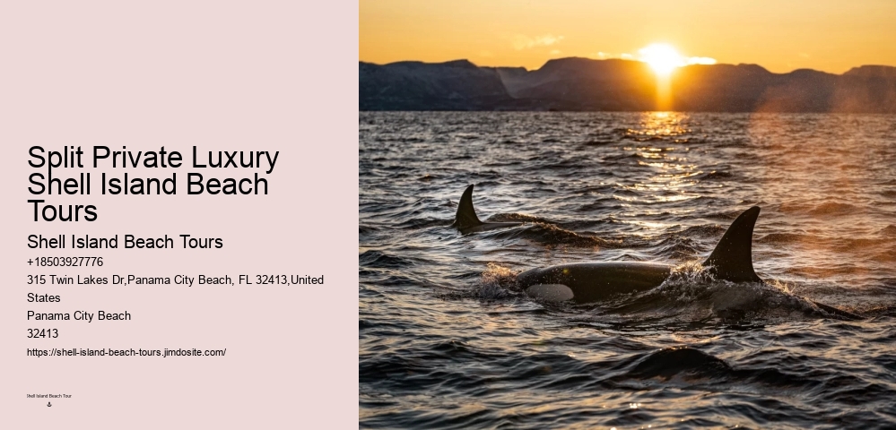 Split Thrilling Snorkeling And Dolphin Encounters