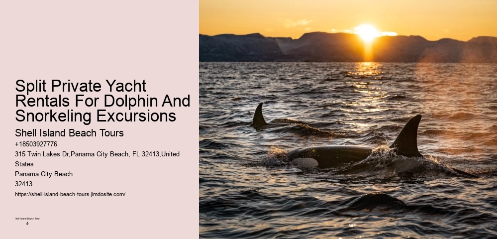 Dolphin Tours - Snorkel With Dolphins
