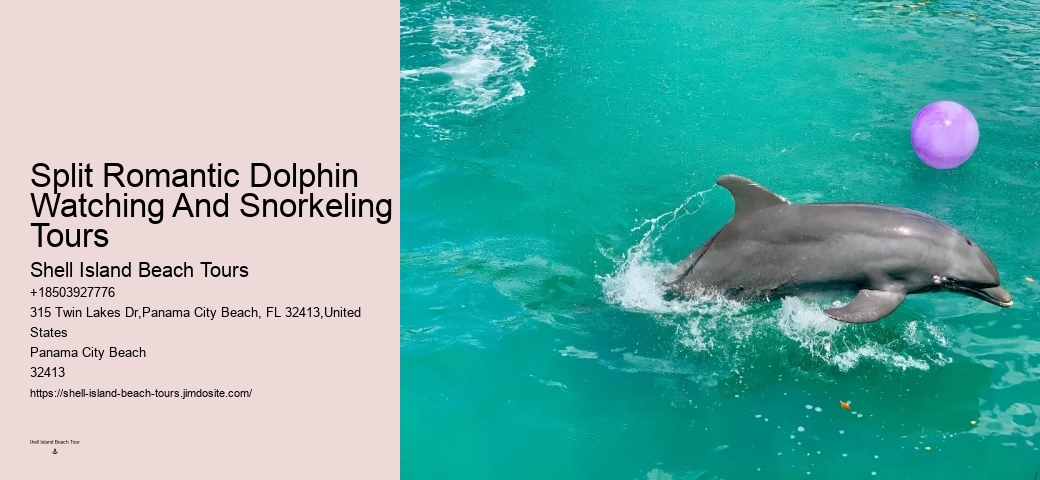 Charter Dolphin Snorkeling