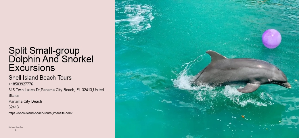 2 Hour Dolphin Cruise