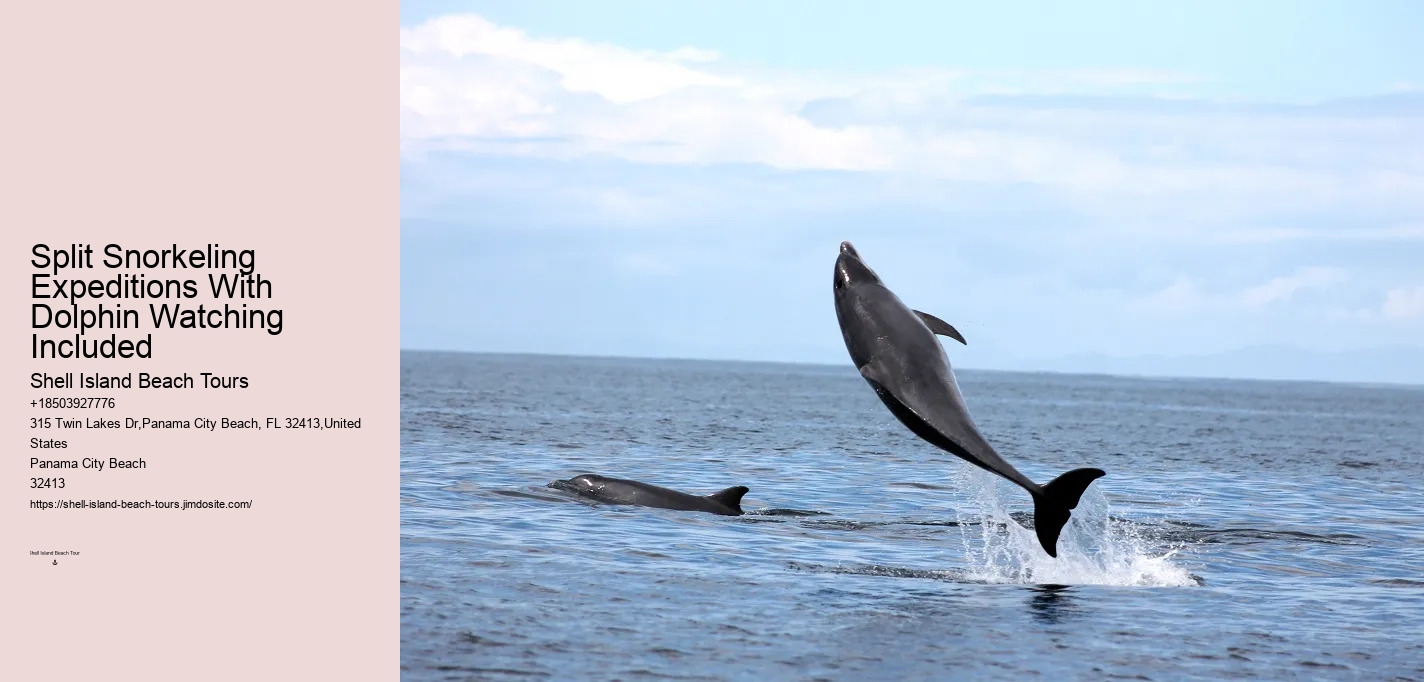 Dolphin And Snorkeling Combo Tours Departing From Split
