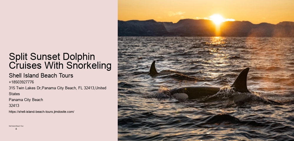 Dolphin Charter Boat
