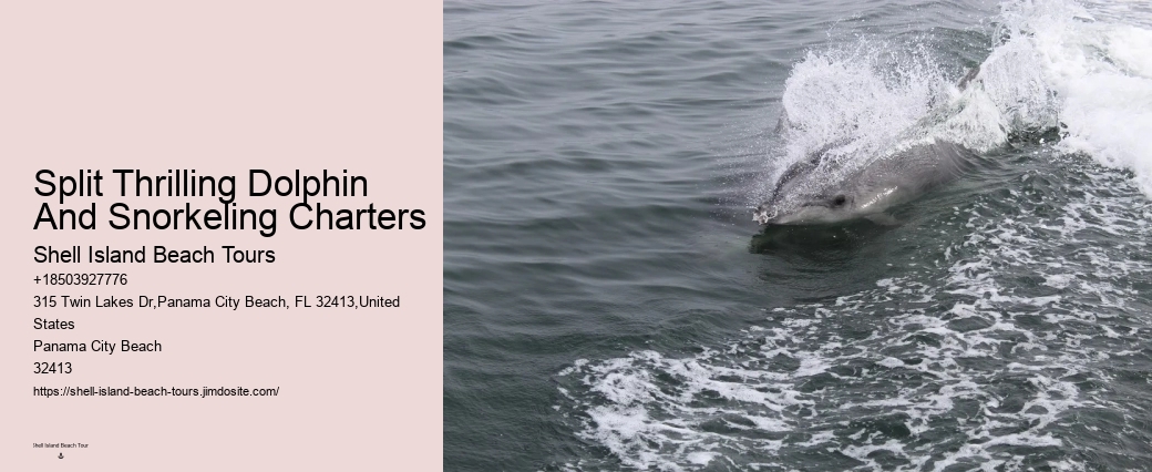 Swimming With Captive Dolphins