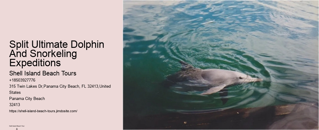 2 Hours Private Dolphin And Snorkeling Tours