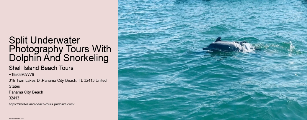 Split Underwater Photography Tours With Dolphin And Snorkeling