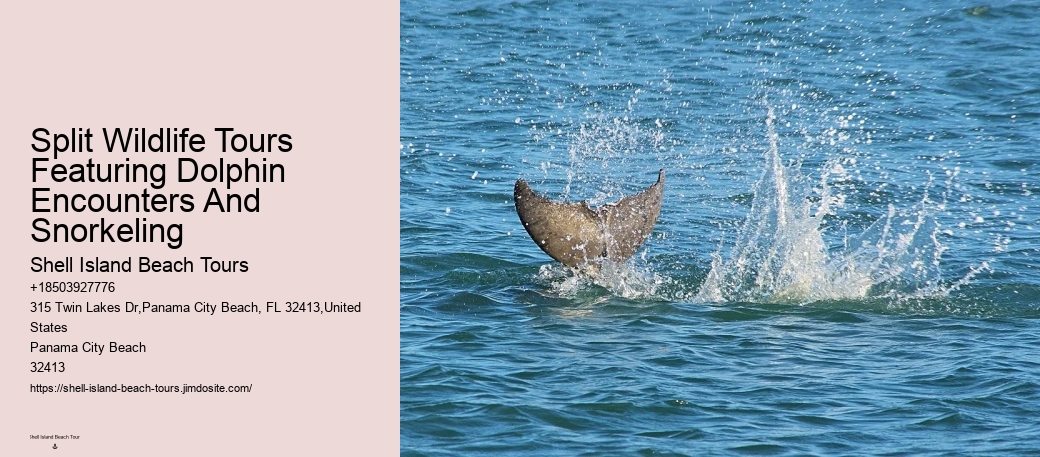 What is the duration of the dolphin watching portion of the tour
