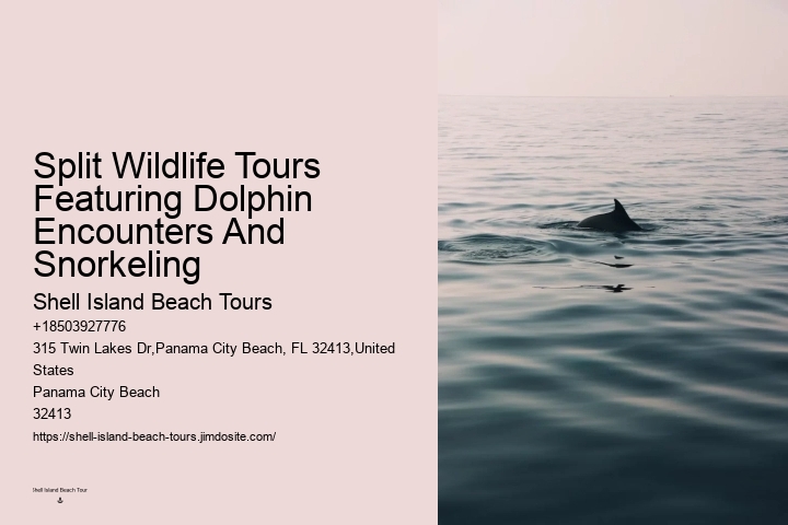 Luxury Dolphin Safari with Snorkeling