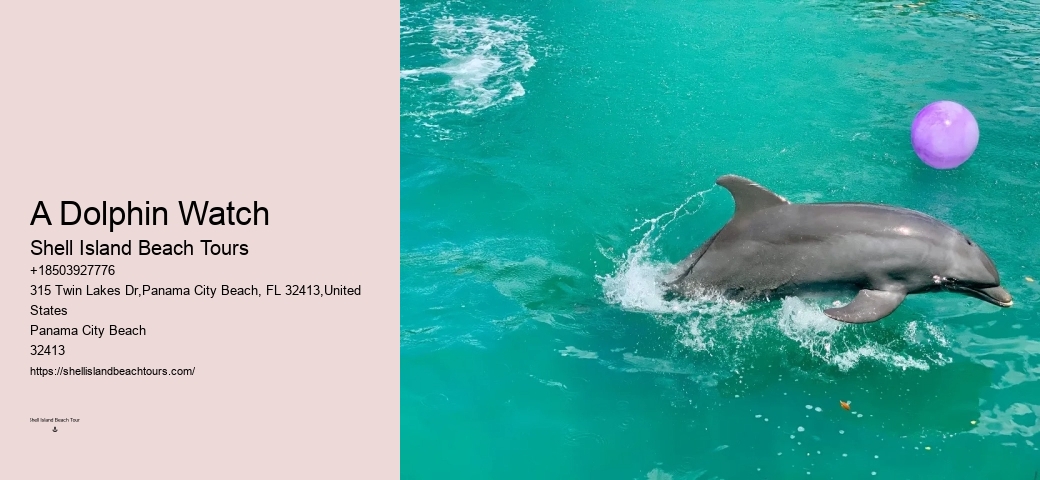 Eco Dolphin Tours