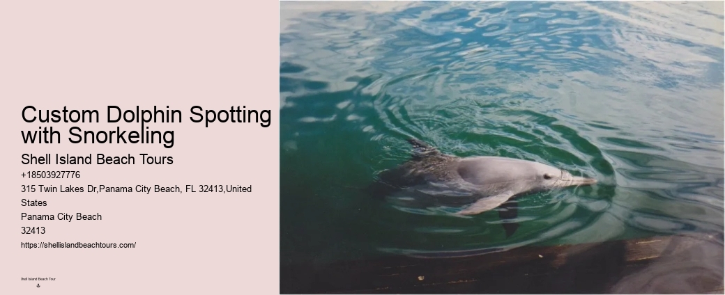 Dolphin And Snorkeling Tours Panama City Beach Fl