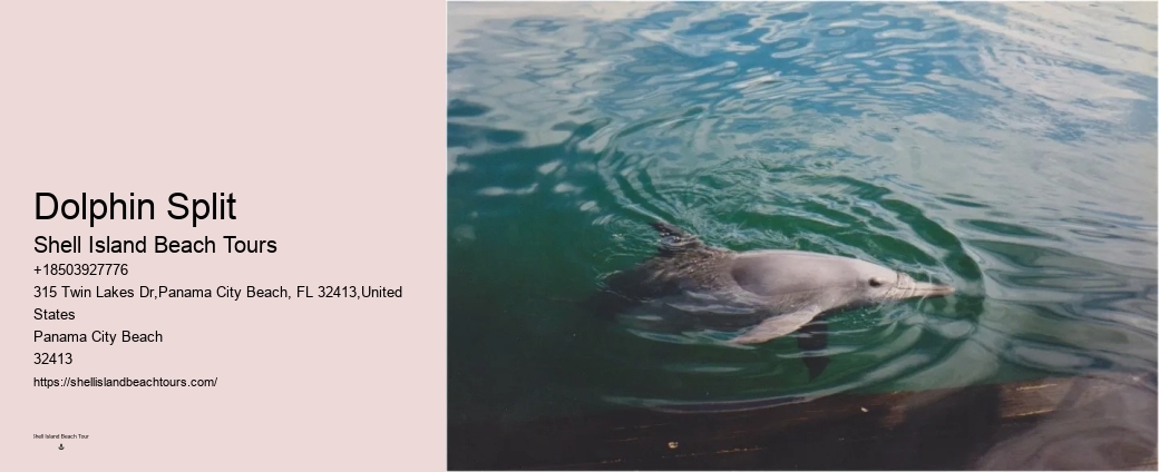 Custom Dolphin Spotting and Snorkeling
