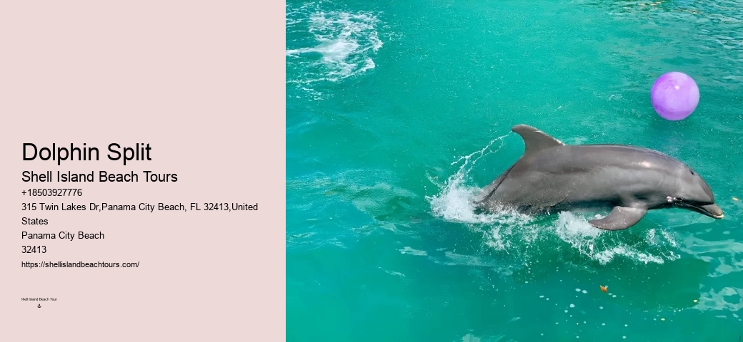 VIP Dolphin Discovery and Snorkeling Tours