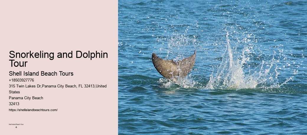 Panama City Beach Dolphin Voyage Tours