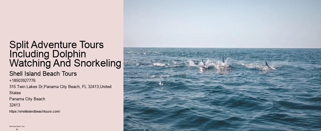 Dolphin Snorkeling Tours