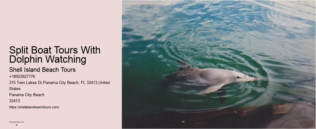 Where In Florida Do You Swim With Dolphins