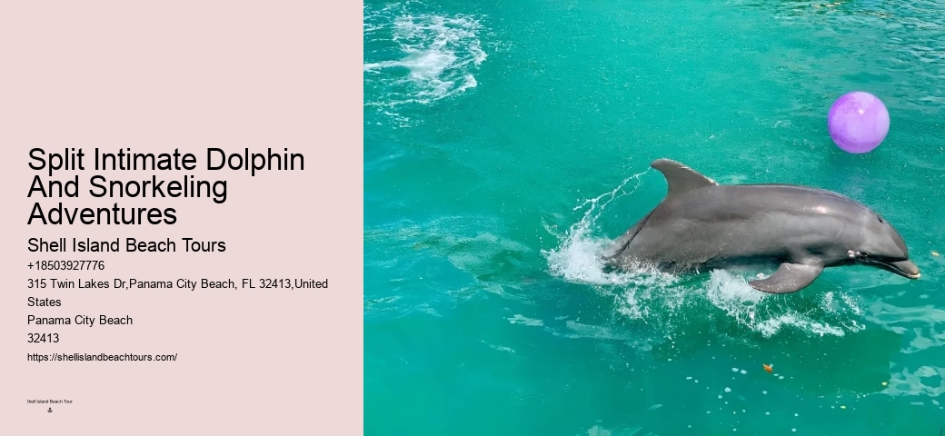 Dolphin watching adventures in Panama City Beach
